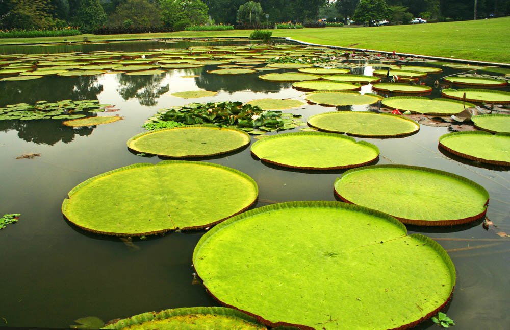 Bogor