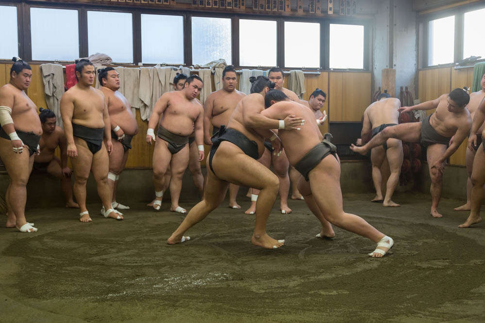 sumo